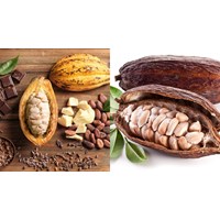 Quy định pháp luật hiện hành về yêu cầu chung khi lấy mẫu hạt cacao