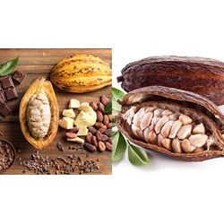 Quy định pháp luật hiện hành về yêu cầu chung khi lấy mẫu hạt cacao
