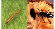 Khoảng thời gian điều tra sinh vật gây hại trên nhóm cây dược liệu