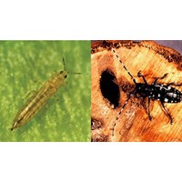 Khoảng thời gian điều tra sinh vật gây hại trên nhóm cây dược liệu