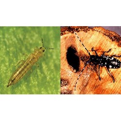Khoảng thời gian điều tra sinh vật gây hại trên nhóm cây dược liệu