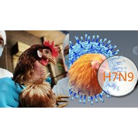 Dấu hiệu nghi ngờ và biện pháp phòng ngừa bệnh cúm A H7N9 là gì?