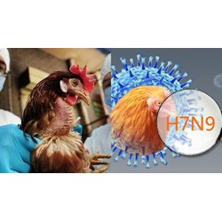 Dấu hiệu nghi ngờ và biện pháp phòng ngừa bệnh cúm A H7N9 là gì?