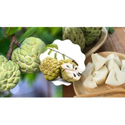 Tả quả na chọn lọc hay nhất, đạt điểm cao - Tập làm văn lớp 5