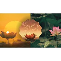 Tóm tắt Trăng sáng trên đầm sen ngắn gọn, hay nhất - Ngữ văn 11