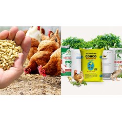 Quy định về thức ăn chăn nuôi, thức ăn hỗn hợp cho lợn thế nào?