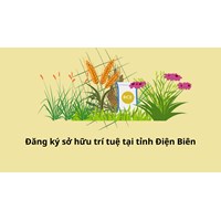 Đăng ký sở hữu trí tuệ tại tỉnh Điện Biên thực hiện như thế nào?