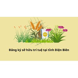 Đăng ký sở hữu trí tuệ tại tỉnh Điện Biên thực hiện như thế nào?