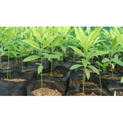 Quy định về thuế giá trị gia tăng đối với giống cây trồng?