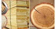 Yêu cầu bổ sung đối với phép đo kích thước gỗ tròn theo quy định?