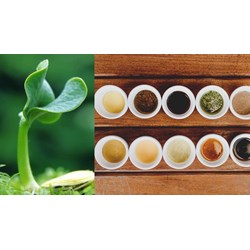 Điều kiện đăng ký bảo hộ sở hữu trí tuệ trong nước với giống cây trồng