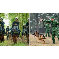 Định lượng ăn của chó, ngựa nghiệp vụ thuộc Bộ Quốc phòng