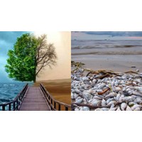 Gây ra sự cố môi trường phải trả toàn bộ chi phí phục hồi môi trường?