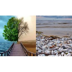 Gây ra sự cố môi trường phải trả toàn bộ chi phí phục hồi môi trường?