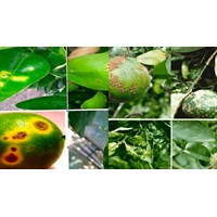 Phương pháp phòng, chống bệnh hại cây rừng chính được quy định ra sao?