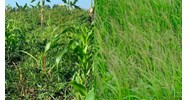Quy định về các phương pháp dùng giám định cỏ dại gây hại thực vật