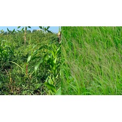 Quy định về các phương pháp dùng giám định cỏ dại gây hại thực vật