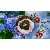 Hãy tưởng tượng mình là một cái cây chọn lọc hay nhất