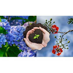 Hãy tưởng tượng mình là một cái cây chọn lọc hay nhất