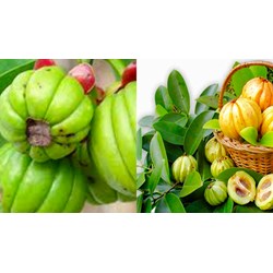 Garcinia Cambogia là gì? Garcinia Cambogia có tác dụng với sức khỏe?