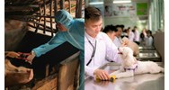 Trách nhiệm của nhân viên thú y xã thấy động vật mắc bệnh truyền nhiễm