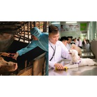 Trách nhiệm của nhân viên thú y xã thấy động vật mắc bệnh truyền nhiễm