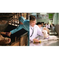 Trách nhiệm của nhân viên thú y xã thấy động vật mắc bệnh truyền nhiễm