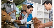 Nhân viên thú y cấp xã phải có năng lực chuyên môn như thế nào?