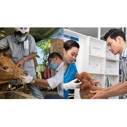 Nhân viên thú y cấp xã phải có năng lực chuyên môn như thế nào?
