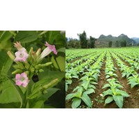 Thuế tiêu thụ đặc biệt có áp dụng với cây thuốc lá hay không?