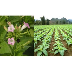 Thuế tiêu thụ đặc biệt có áp dụng với cây thuốc lá hay không?
