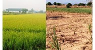 Chuyển đổi cơ cấu cây trồng trên đất trồng lúa gây thoái hóa đất?