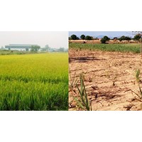 Chuyển đổi cơ cấu cây trồng trên đất trồng lúa gây thoái hóa đất?