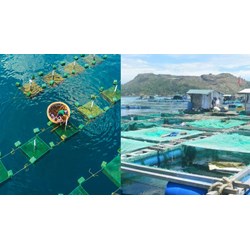 Thẩm định điều kiện an toàn thực phẩm với cơ sở nuôi trồng thủy sản?