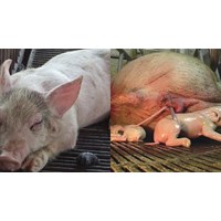 Quy trình chẩn đoán lâm sàn khi chuẩn đoán bệnh giả dại ở lợn?
