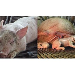 Quy trình chẩn đoán lâm sàn khi chuẩn đoán bệnh giả dại ở lợn?