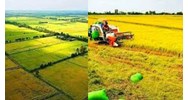 Chuyển đổi cơ cấu cây trồng trên đất trồng lúa được gây ô nhiễm đất?