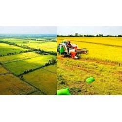 Chuyển đổi cơ cấu cây trồng trên đất trồng lúa được gây ô nhiễm đất?