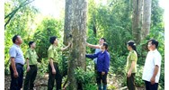 Một số phương án quản lý rừng bền vững của hộ gia đình, cá nhân?