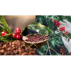 Thuyết minh về quy trình thu hoạch và chế biến cà phê siêu hay