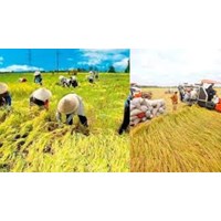 Sản xuất lúa gạo ở nước ta hiện nay? - Địa lý lớp 12