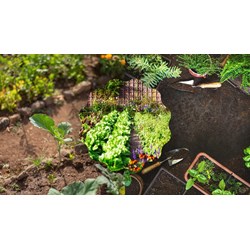 Tả vườn rau hoặc luống rau chọn lọc hay nhất - Tập làm văn lớp 4