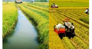 Sửa đổi thủ tục chuyển đổi cơ cấu cây trồng trên đất trồng lúa