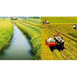 Sửa đổi thủ tục chuyển đổi cơ cấu cây trồng trên đất trồng lúa
