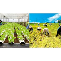 Có được chuyển nhượng vốn góp trong Hợp tác xã hay không?