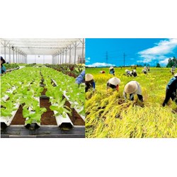 Có được chuyển nhượng vốn góp trong Hợp tác xã hay không?
