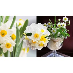 Đoạn văn tưởng tượng em là người gọt được bát hoa thủy tiên đẹp