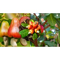 Thuyết minh về cây điều chọn lọc hay nhất