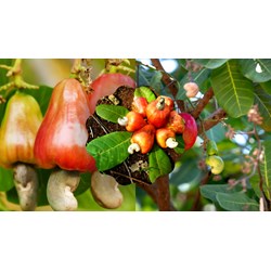 Thuyết minh về cây điều chọn lọc hay nhất
