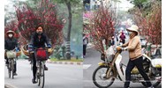 Chở đào quất bằng xe máy có thể bị phạt đến 600.000 đồng